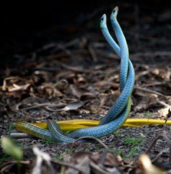 Snakes, Photo from UnSplash, Trevor Cole Snake entangled picture