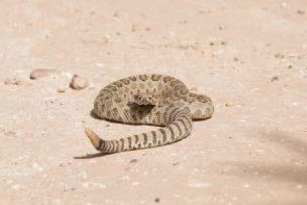 Snake, Photo from UnSplash, Cy Lindberg A Snakes picture